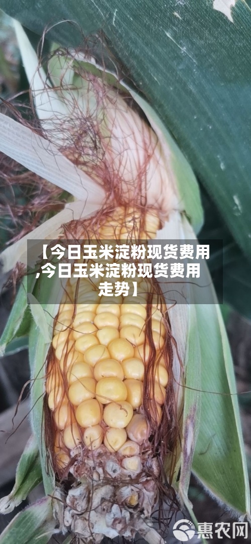 【今日玉米淀粉现货费用,今日玉米淀粉现货费用走势】