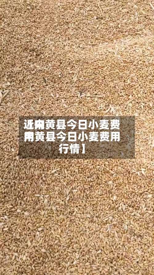 近来【内黄县今日小麦费用内黄县今日小麦费用行情】-第3张图片