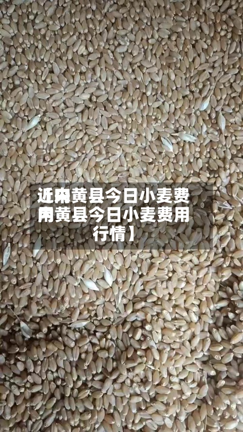 近来【内黄县今日小麦费用内黄县今日小麦费用行情】