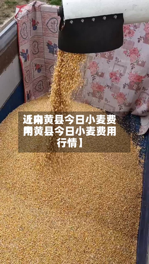 近来【内黄县今日小麦费用内黄县今日小麦费用行情】-第2张图片