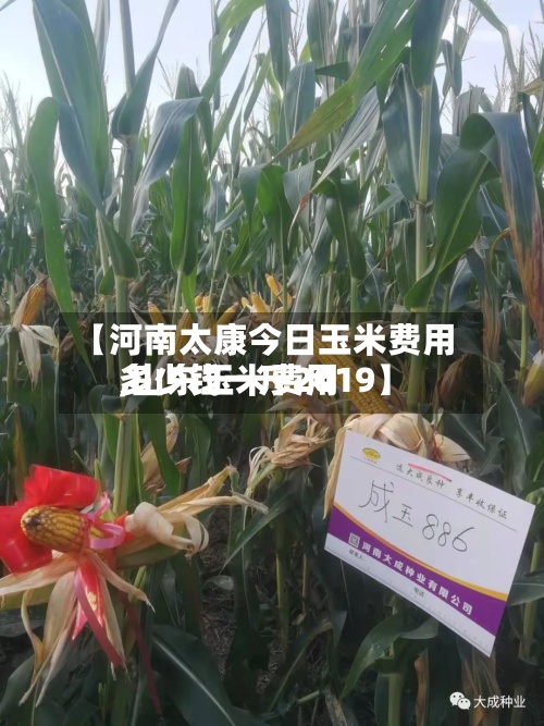 【河南太康今日玉米费用,山东玉米费用多少钱一斤2019】