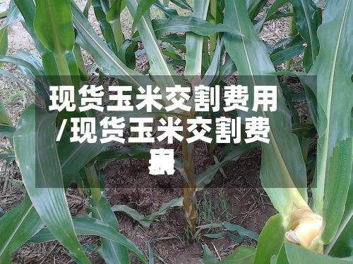 现货玉米交割费用/现货玉米交割费用表