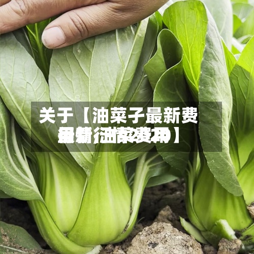关于【油菜孑最新费用行情,油菜费用最新行情2020】
