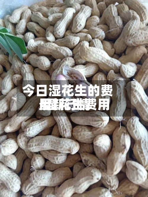 今日湿花生的费用/湿花生费用最新行情