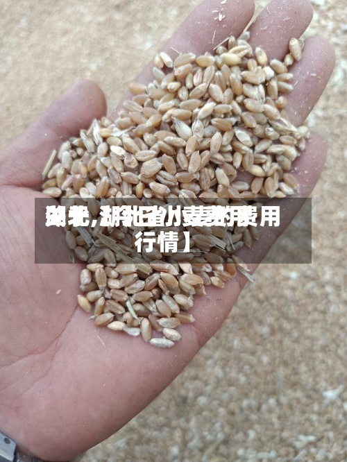 关于【今日小麦费用湖北,湖北省小麦的费用行情】