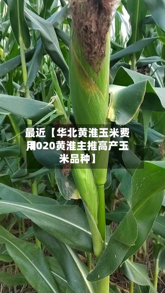 最近【华北黄淮玉米费用,2020黄淮主推高产玉米品种】