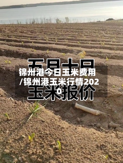 锦卅港今日玉米费用/锦州港玉米行情2020