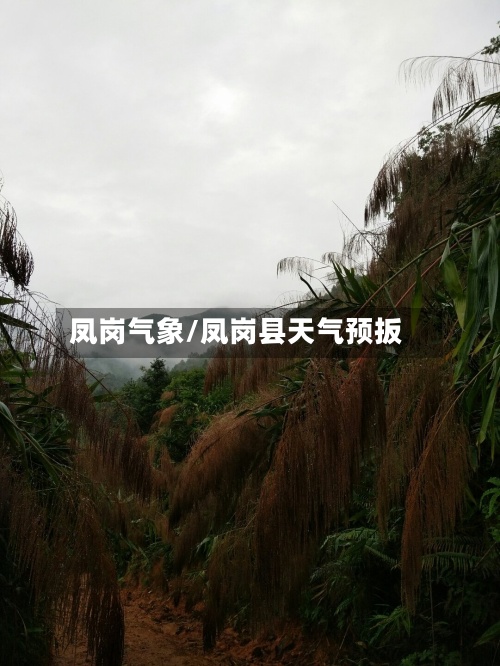 凤岗气象/凤岗县天气预扳