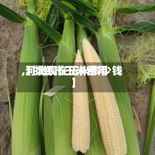 【邯郸市玉米费用
,河北现在玉米多少钱】-第2张图片