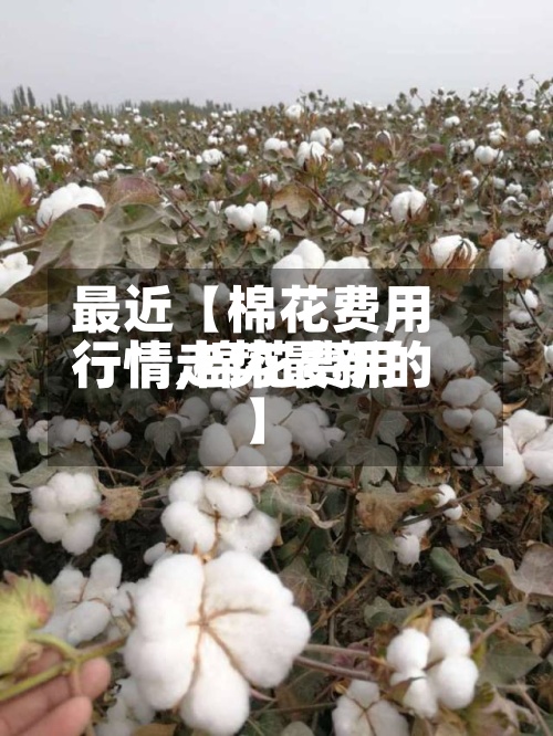 最近【棉花费用行情,棉花费用行情走势最新的】