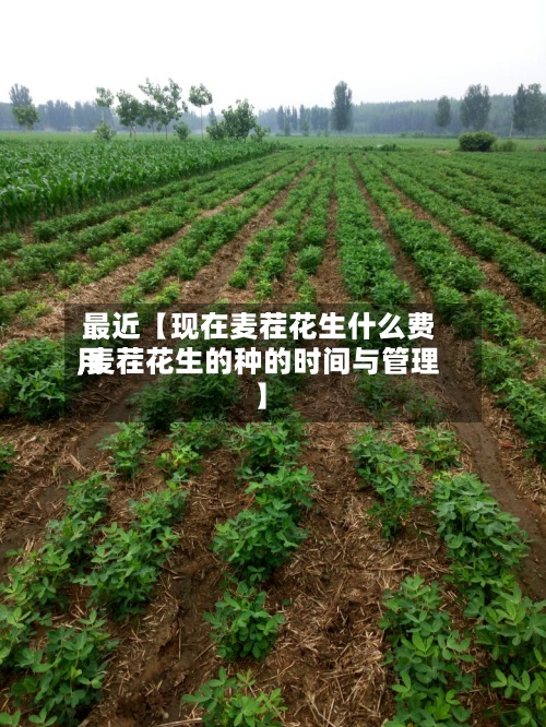 最近【现在麦茬花生什么费用
,麦茬花生的种的时间与管理】-第2张图片