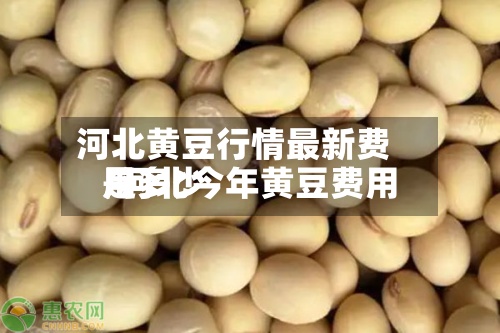 河北黄豆行情最新费用/河北今年黄豆费用是多少-第2张图片