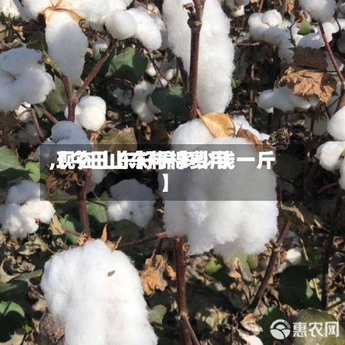 【今日山东籽棉费用,现在山东籽棉多少钱一斤】-第2张图片
