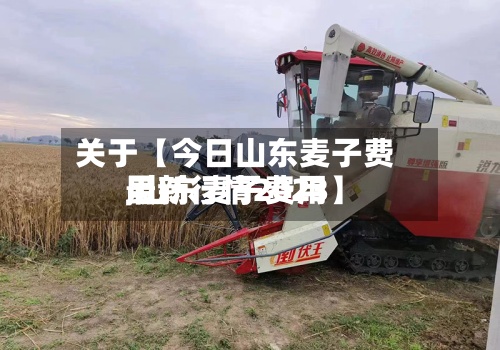 关于【今日山东麦子费用,山东麦子费用最新行情2023】-第3张图片