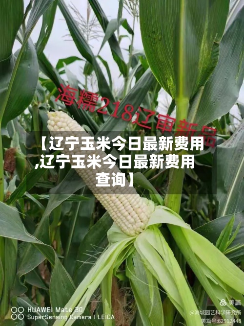 【辽宁玉米今日最新费用,辽宁玉米今日最新费用查询】-第2张图片