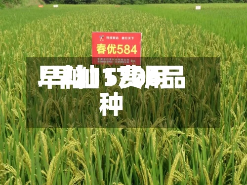 早籼15费用/早籼1706品种-第2张图片