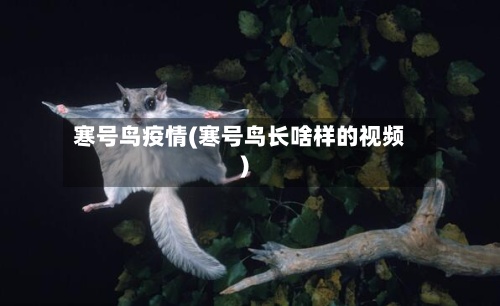 寒号鸟疫情(寒号鸟长啥样的视频)