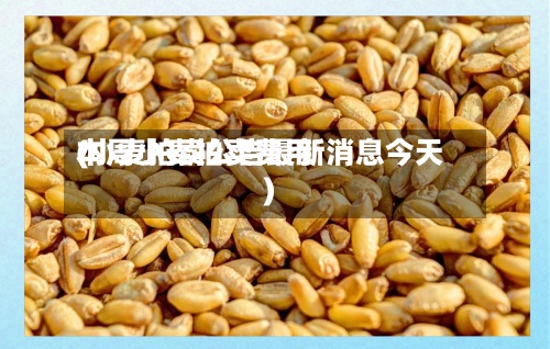 本周小麦拍卖费用
(小麦拍卖公告最新消息今天)-第2张图片