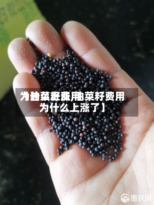 【油菜籽费用
为什么上涨,油菜籽费用
为什么上涨了】-第2张图片