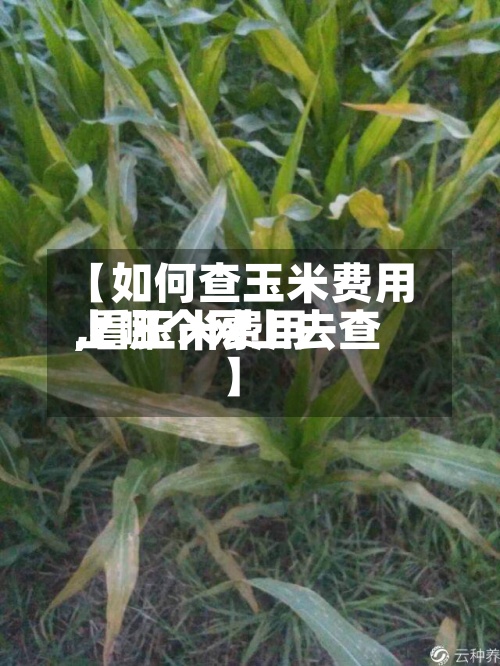 【如何查玉米费用
,看玉米费用
上哪个网上去查】-第3张图片