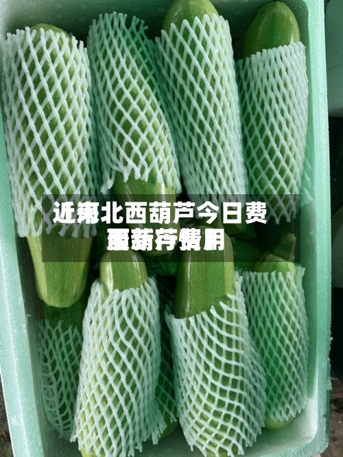 近来
【河北西葫芦今日费用
西葫芦费用
最新行情】-第3张图片